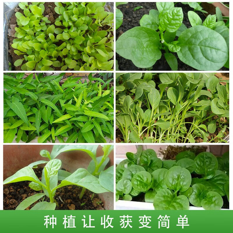 Vegetable Seed Wholesale Company Genuine Four-Season Sowing Winter Balcony Courtyard Easy Planting Encyclopedia Seeds of Various Vegetables