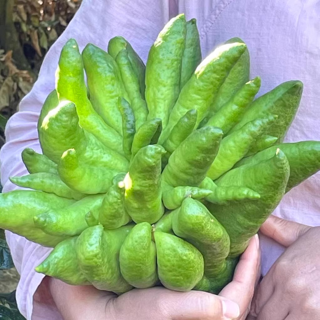 Yunnan Bergamot Tribute Fragrance Alpine Bergamot Extra Large Fruit Non-Jinhua Bergamot Fragrance with Branch Hydroponic Offering