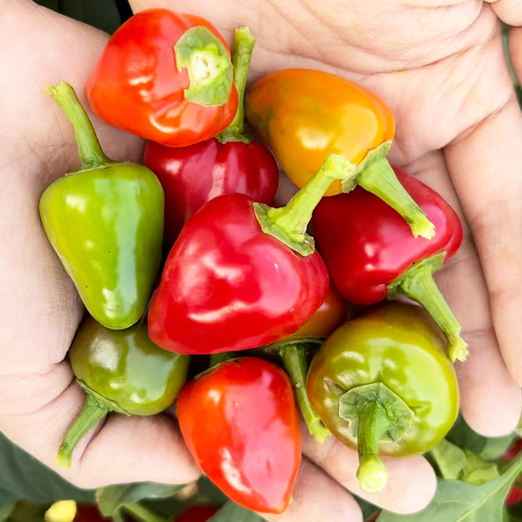 Red Pickled Pepper Seeds Hong Kong Pepper Seeds All Year Round Bullet Pepper Green and Red Balcony Potted Dual-Purpose Pickled Pepper Extra Spicy Vegetables