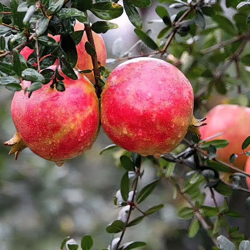 [Now Picked] Tunisian Soft Seed Pomegranate, Sichuan Huili Fresh Seasonal Fruit, Black and Red Heart, Super Sweet, Whole Box Wholesale