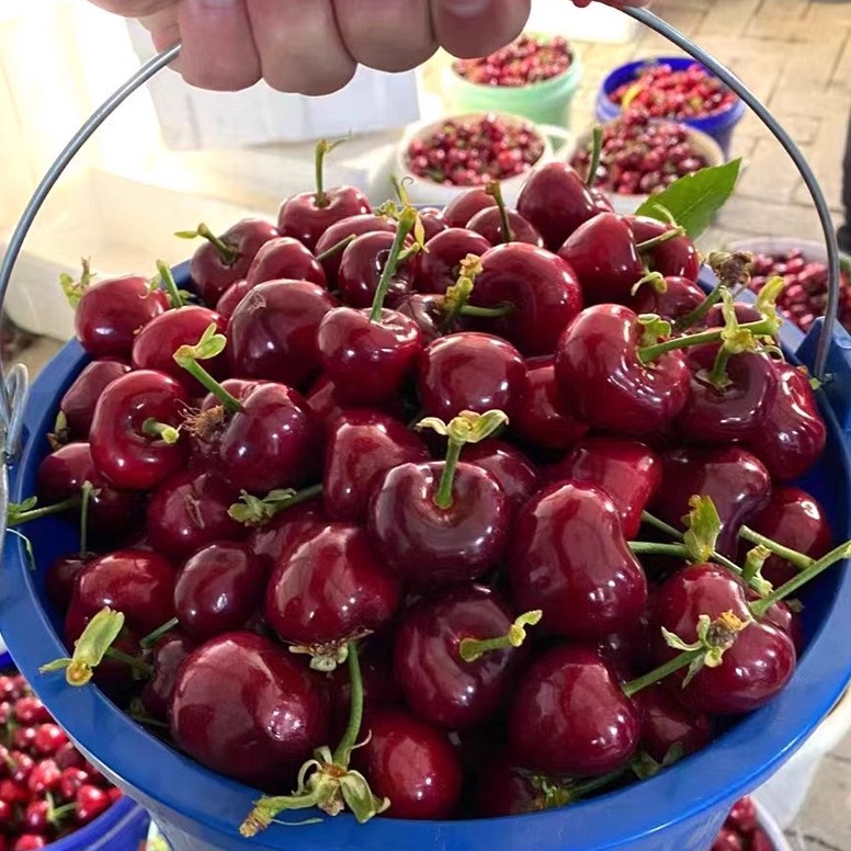 Shandong Meizhao Large Cherry Fruit Fresh Picked Cherry Large Seasonal Whole Box 2.5kg Fruit for Pregnant Women J