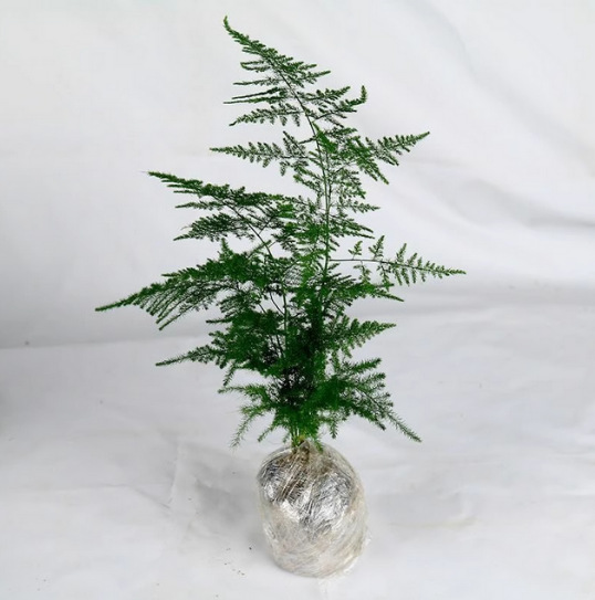 Asparagus Potted Green Plants Flower Bonsai Plants Indoor Living Room Hydroponic Pine Cloud Bamboo Asparagus Large Seedlings Evergreen All Year Round