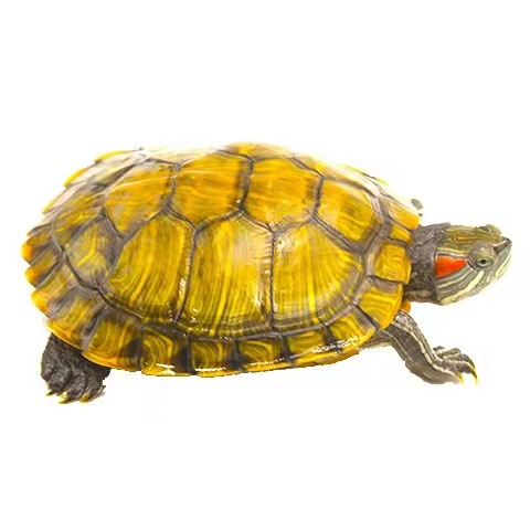 Large and small full-size Outer Pond Colorful Brazilian Tortoise Color Tortoise Release Small Turtle Seedlings Ornamental Tortoise Grass Tortoise Wholesale