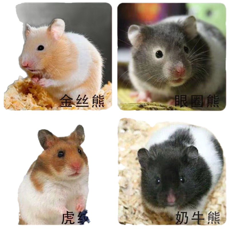 Golden Bear Transport Has Been Vaccinated and Sent to the Cage Dutch Rat Pet Rabbit