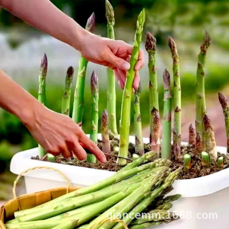 Asparagus Seedlings Root Seedlings Three-Year-Old Asparagus Root Seedlings Asparagus Vegetable Seedlings Courtyard Four-Season Planting Perennial Balcony Potted Plants