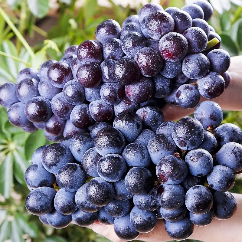 Летний черный виноград без косточек из Юнчэн, свежие сезонные фрукты, ароматный виноград, целая коробка винограда для беременных, Кёхо, бесплатная доставка