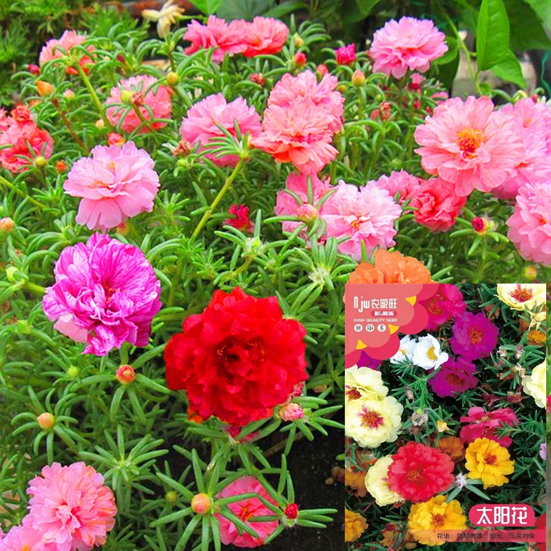 Двойные семена подсолнуха, которые можно сажать и цветут в любое время года, легкие в выращивании семена для горшков на балконе