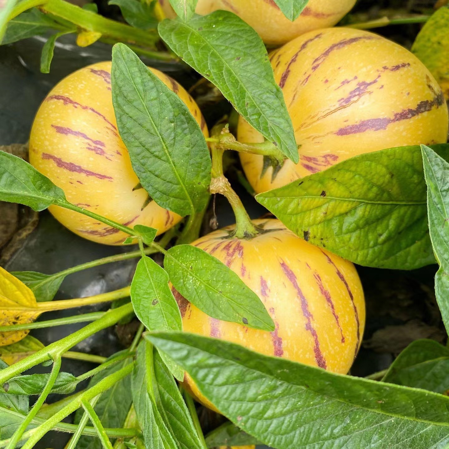 Yunnan Ginseng Fruit Seasonal Fruit Orchard Freshly Picked Ginseng Fruit Dropshipping