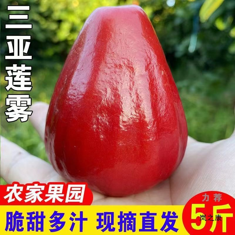 Hainan Black Diamond Lotus Mist Seasonal Tropical Small and Medium Lotus Mist Fruit Fresh Fruit Crisp Sweet Price Farmhouse Ecological Free Shipping