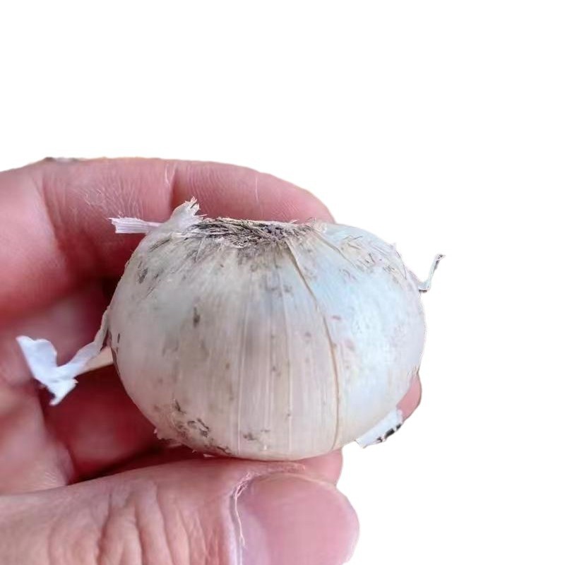 Large Onion Bulbs Potted Florals Ground Flower Bulbs Rhizomes Courtyard Balcony Potted Easy-To-Survive Onion Bulbs