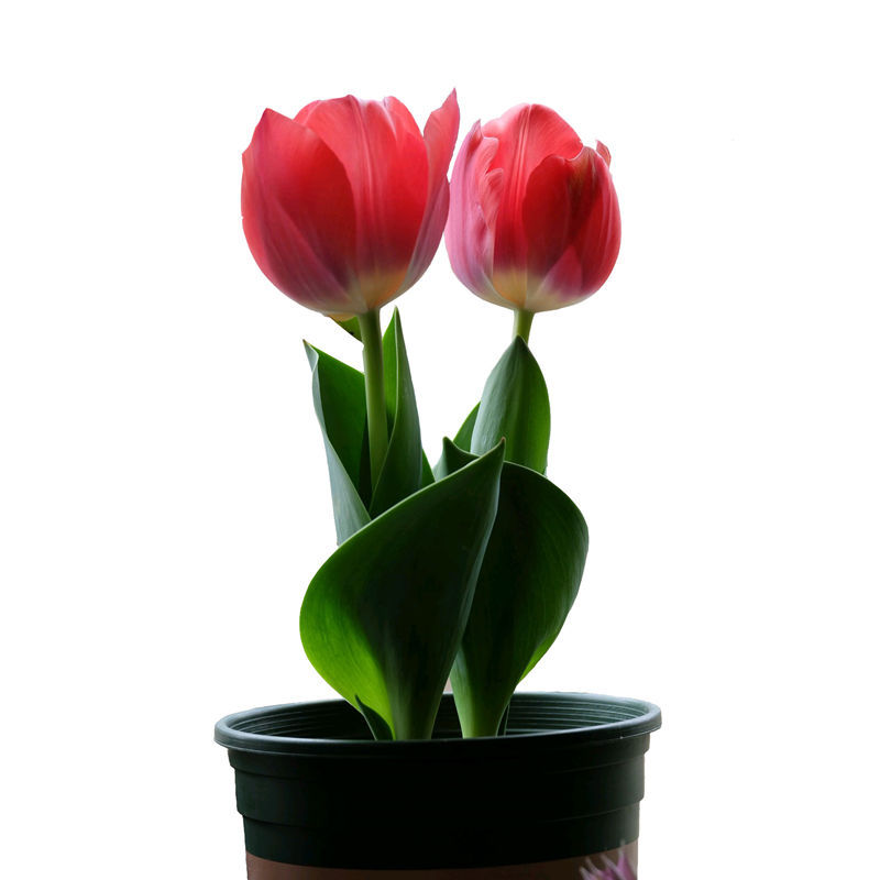 Tulip seed ball large ball soil culture hydroponic flower seeds cold-resistant flowers winter potted seedlings tulip seed flower ball