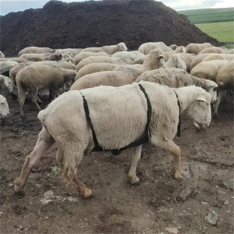 New Sheep Bellyband, Breathable, Anti-Male Sheep Crawling, Female Sheep Bellyband, Grassland Breeding Sheep Anti-Mating Bellyband, Wrapped for Sheep, Horses and Cows