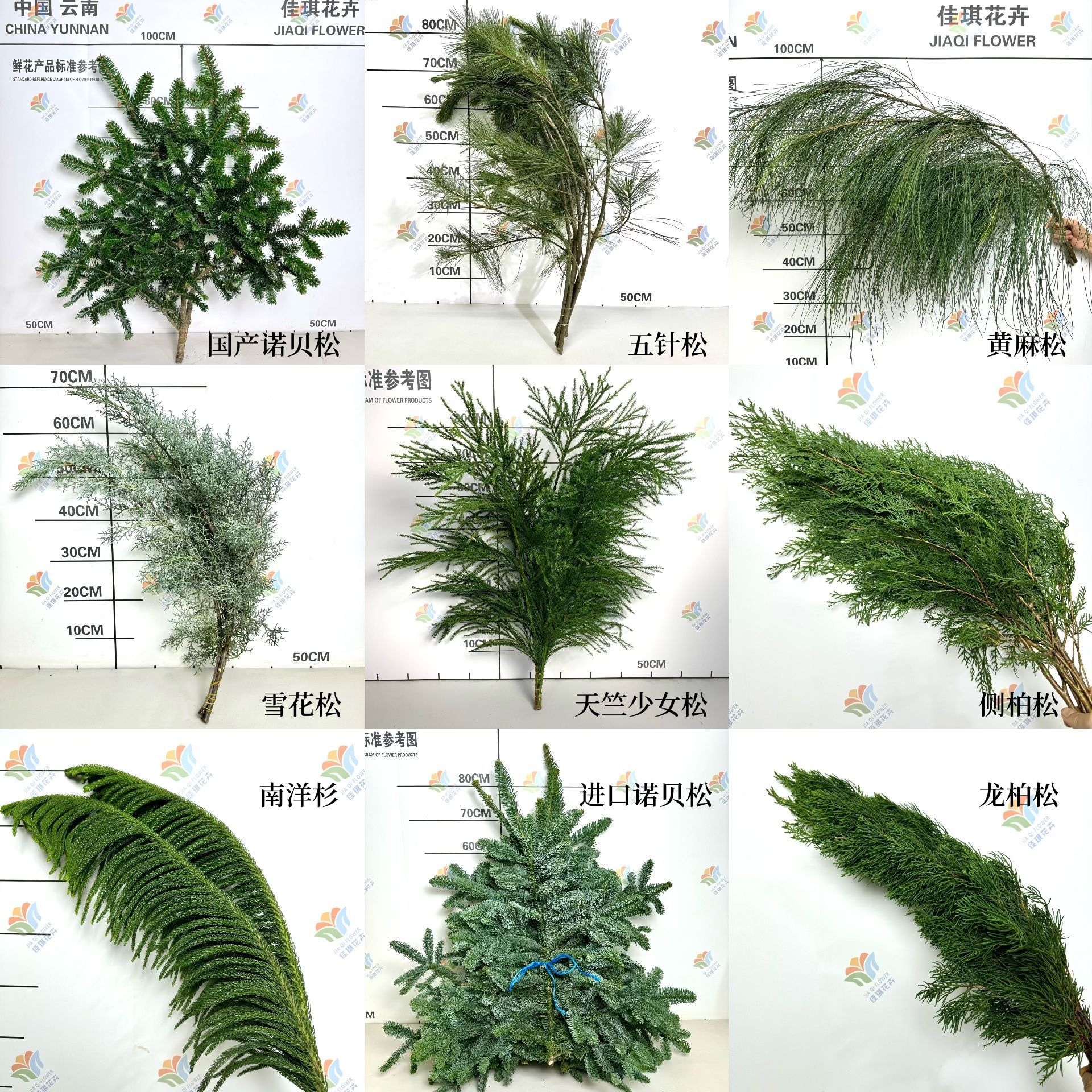 Оптовая продажа свежих рождественских цветов, свежесрезанные цветы для праздников