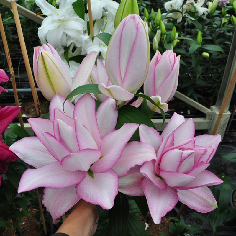 Лилии луковицы цветут в любое время года, горшки для цветов внутри и снаружи, семена парфюмированных лилий, легко растущие и ухаживать, цветы с двойными лепестками