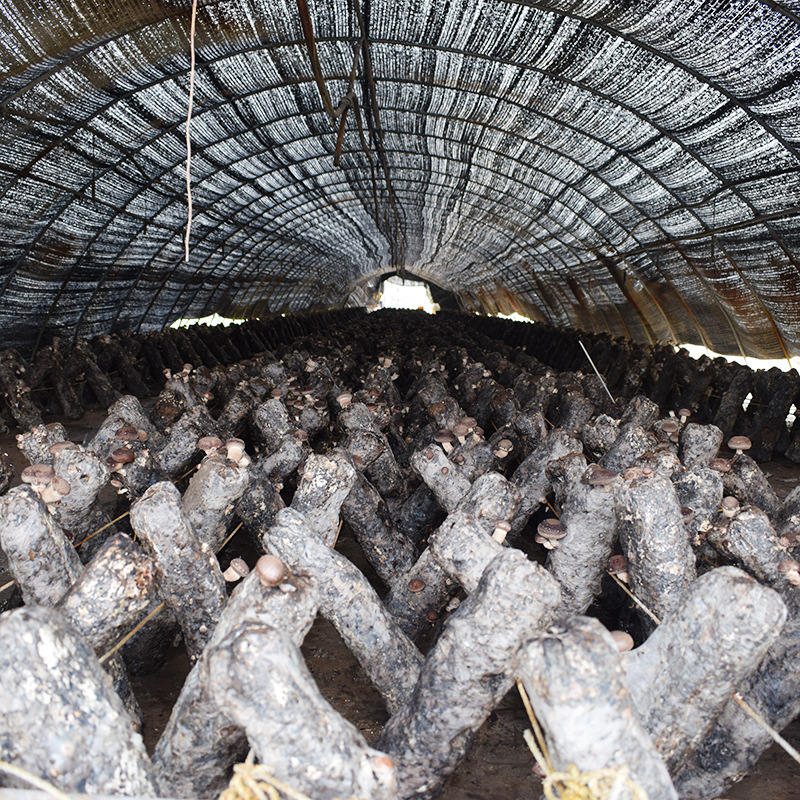 Customized Mushroom Packages for Export, Mushroom Sticks for Export Specifically to Korea, Japan, and Australia