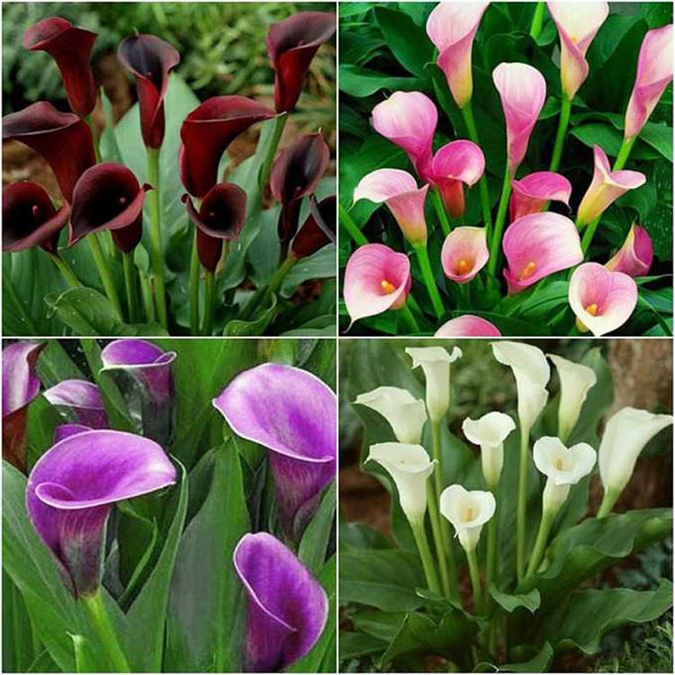 Imported Colorfulful Calla Lily Bulbs, Large Balls, Complete Colorfuls, High Survival Rate, Balcony Courtyard Potted Ground-Planted Calla Lilies