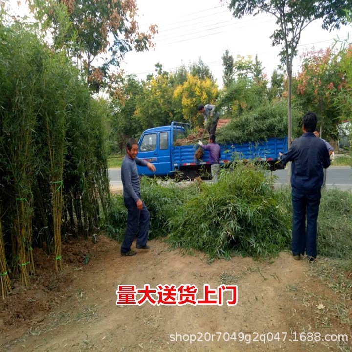Wholesale Green Bamboo Seedlings Potted Bamboo Seedlings Courtyard Ornamental Bamboo Greening Plants Courtyard Wall House Balcony Greening
