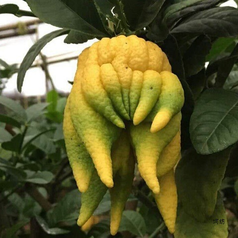 Selection of Half a Pound of Bergamot, 0.5kg and 1.0kg Fresh Green Bergamot Fruits, Bergamot Melons and Bergamot Citron Tea