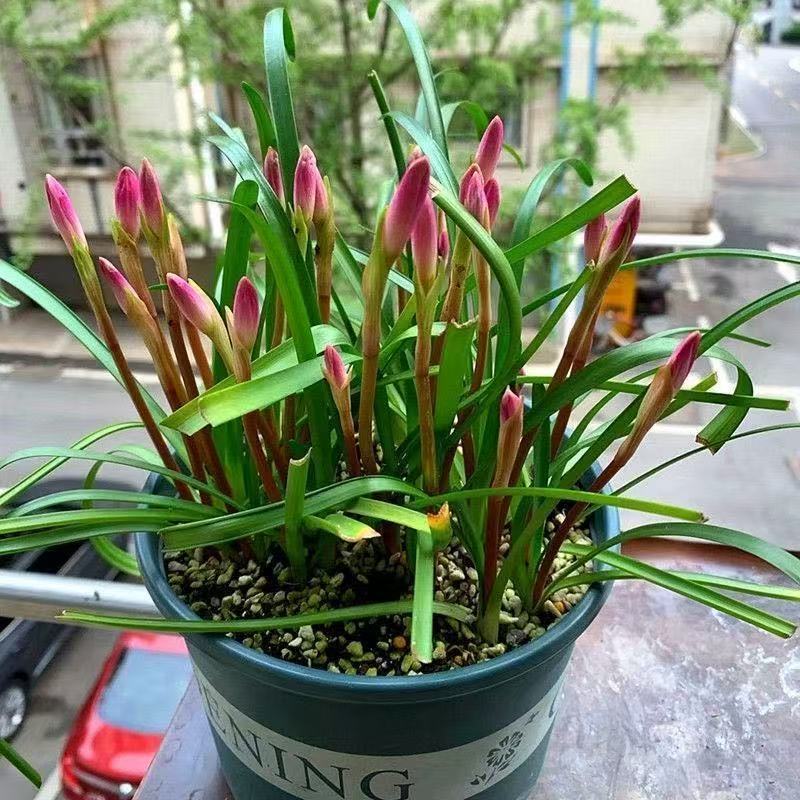 Wind and Rain Orchid Bulbs Bloom in All Seasons, Double-Petaled Leek Orchid Seedlings, Indoor and Outdoor Courtyard Flower Beds, Cold-Resistant Potted Plants
