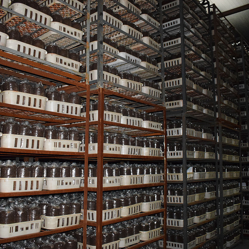 Morel Mushroom Seeds, Morel Mushroom Spawn, Easy to Grow, in Stock Wholesale, Quality Assurance, Premium Self-Grown