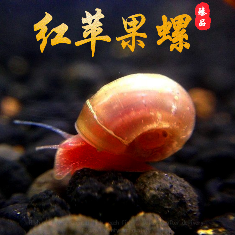 Red Apple Snail Tool Snail Algae Removal Snail Pet Turtle Dog Head Natural Live Bait Aquarium Pet Free Shipping