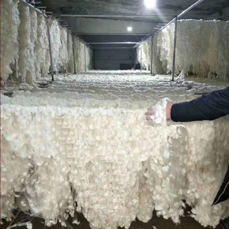 Tussah silk fine dried cocoon silk cocoon shell silk raw material pressed silk light tire raw material drawing machine cocoon machine available