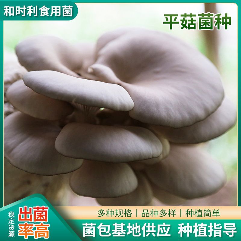 Early Autumn Edible Mushroom Bag, Oyster Mushroom Spawn Bag, 3kg Spawn Bags, Oyster Mushroom Original Spawn Cultivation Spawn Bag, Three-Level Spawn Bag