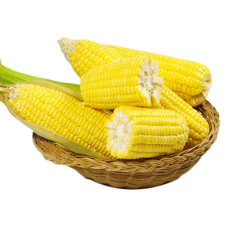 Now pick fresh fruit corn 10kg raw instant sweet corn cobs fried pulp sweet glutinous corn rice vegetables postage