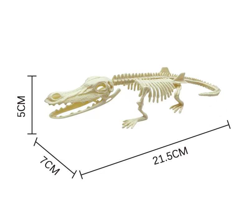 21cm Dinosaur Skeleton Archaeological Assembled Dinosaur Fossil Skeleton Tyrannosaurus Stegosaurus Horned Dragon Crocodile Dragon Upper Dragon Skeleton