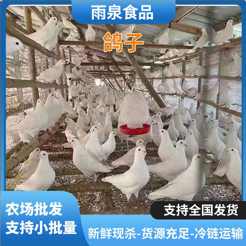 Freshly Slaughtered Young Pigeons, Chilled Pigeons, Catering Restaurants and Hotels Supply Chilled Young Pigeons for Wholesale