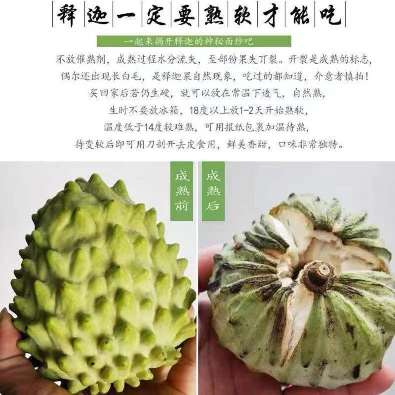 Guangzhou Jiangnan Wholesale Direct Delivery [] Thai Large-Eyed Sakyamuni Fruit Imported Papaya 5kg Fresh Fruit Special Grade