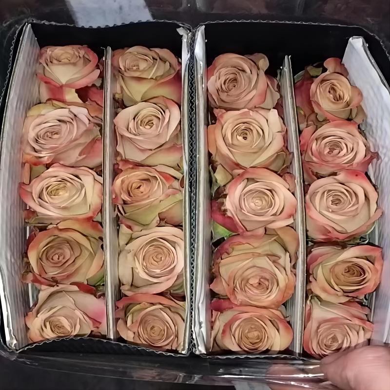 Single-Headed Rose Flowers Direct from Yunnan for Florists and Home Use, Suitable for Qixi Festival, Teacher's Day, and Mother's Day, Available for Wholesale and Dropshipping
