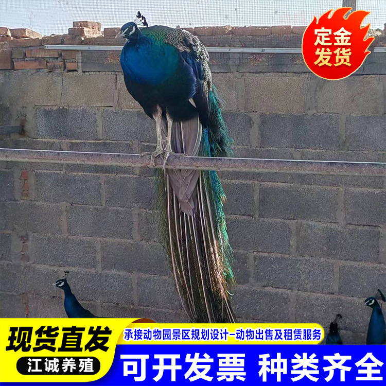 Blue and White Flower Peacock Seedlings, a Pair of Male and Female Pet Birds, Live Large Ornamental Birds, Peacock Seedlings, Small Peacock Seedlings Price