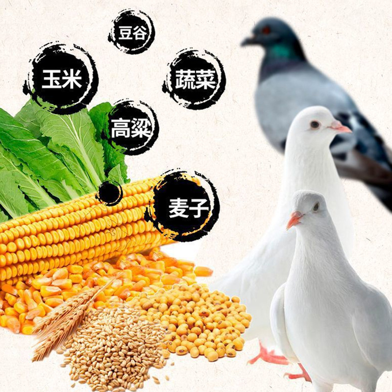 Farm Direct Sales Pigeon Eggs Are Delicious, Suitable for Children, Pregnant Women, and the Elderly, Rich in Organic Protein, Free-Range, Suitable for Children and Pregnant Women