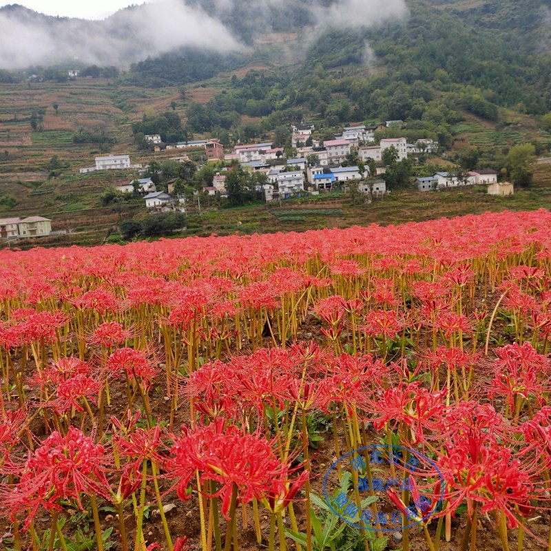 The Other Side of the Flower Bulb Mandala Flower Garden Potted Lycoris Flower Bulb Flower Seeds Multi-Season Planting