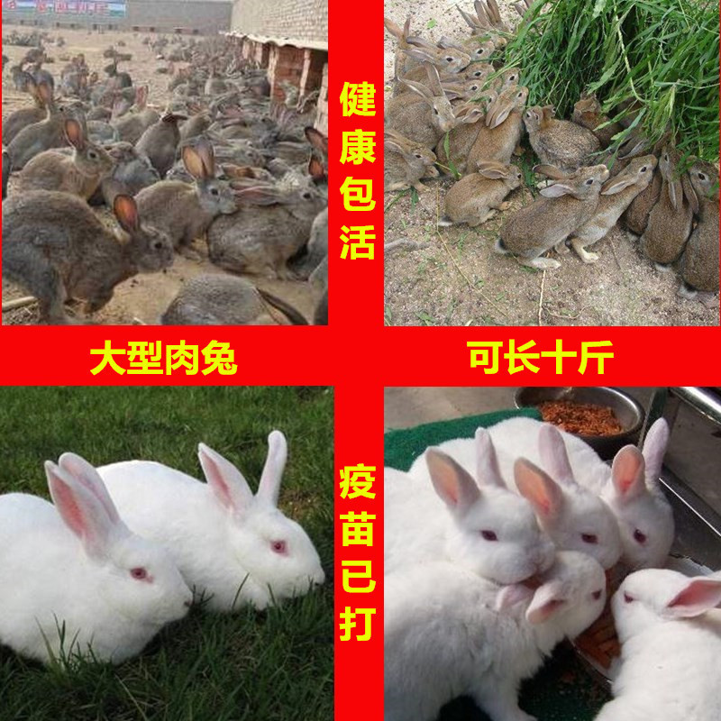 Rabbit Live Animal Meat Rabbit Optional Pair of Pet Rabbits Domestic Rabbit Live Seedlings Belgian White Rabbits Domestic Rabbits