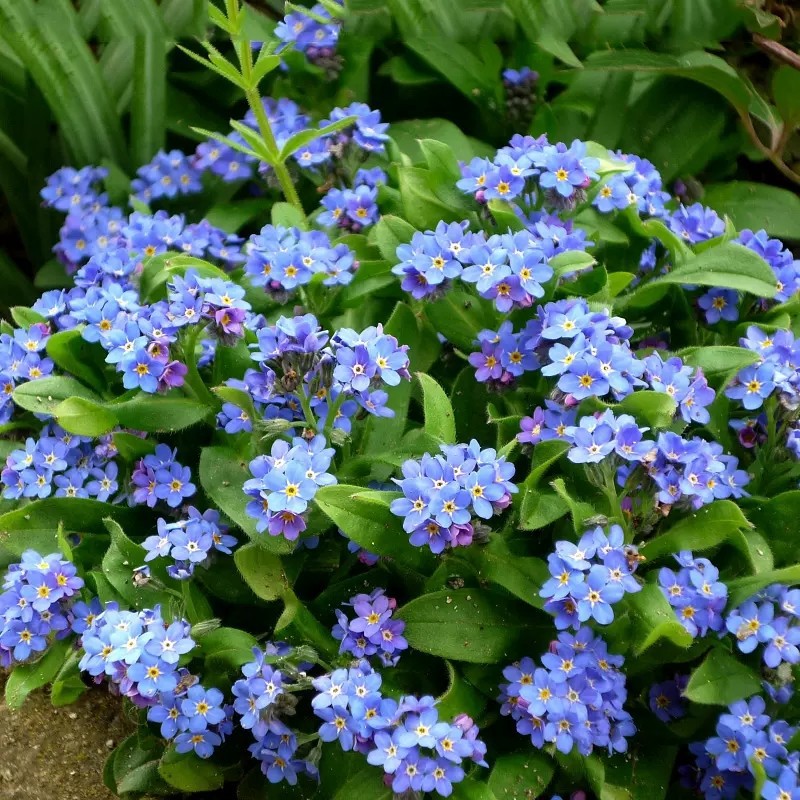 Forget-Me-Not Seeds, Perennial Flower Seeds, Forget-Me-Not Seeds, Easy to Grow in All Seasons, Garden Potted Flower Seeds
