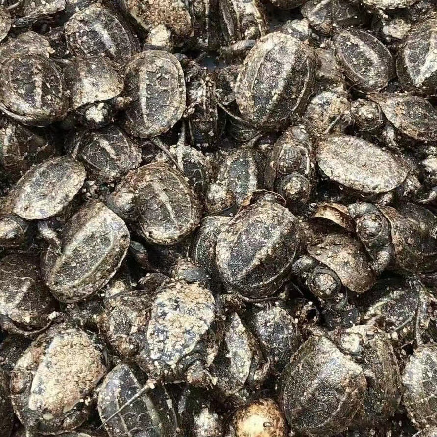 Chinese Tortoise Seedlings Live Pet Turtles Live Objects Gold Thread Tortoise Seedlings Ornamental Small Turtles Stall Wholesale