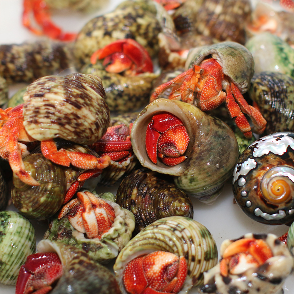 Hermit crab live wholesale primary source strawberry BlackBerry gray short wrist