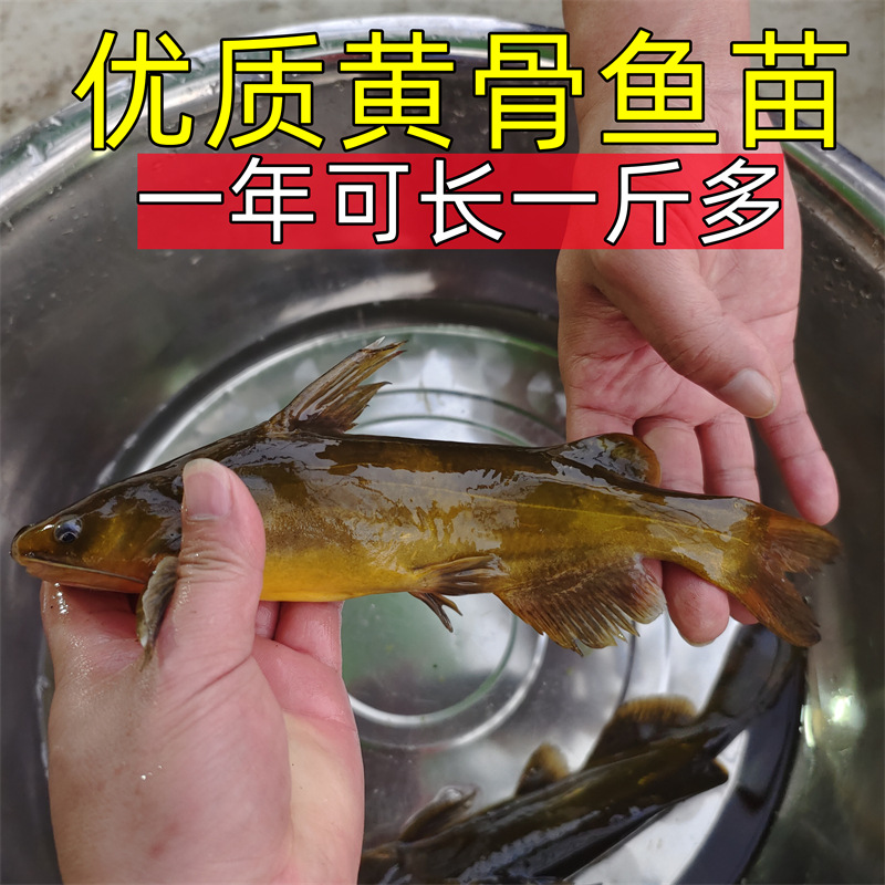 Yellow Spicy Diced Fish Fry, Yellow Catfish Fry, Yellow Bone Fish Fry, Yellow Duck Fry, Yellow Freshwater Cultured Edible Fish Live Animals