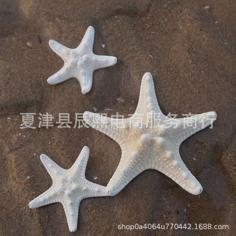 Starfish Natural Shell Conch 3 to 10cm Bread Starfish Handmade Material Specimen Ornaments Photography Props Hanging Ornaments