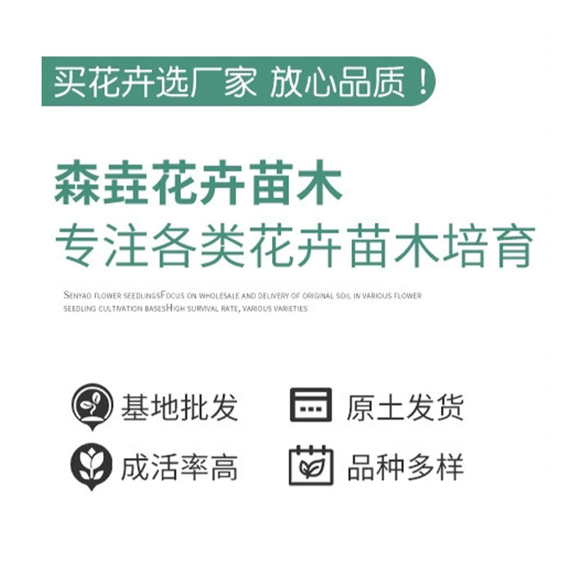 Small-Leaf Ligustrum Seedlings Are Evergreen in All Seasons. Small-Leaf Ligustrum Greening Project Color Slope Protection Clusters. Golden-Leaf Ligustrum Potted Plants