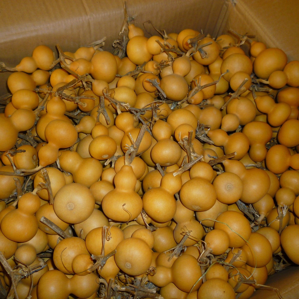 Origin small gourd hand twist gourd Wen play small gourd