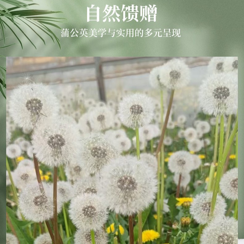 Preserved Flower Dandelion Dried Flower Handmade DIY Flower Box Glass Cover Decorative Flower Material Kit Resin Preserved Flower