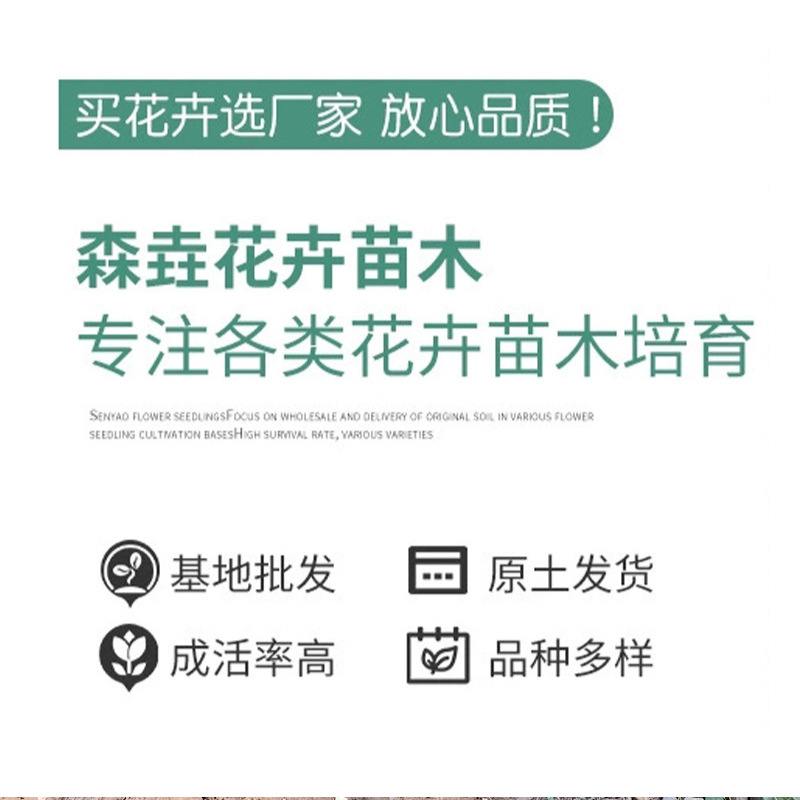 Holly Saplings, Hokkaido Boxwood, Cold-Resistant Evergreen Hokkaido Holly, Courtyard Fence, Hokkaido Boxwood