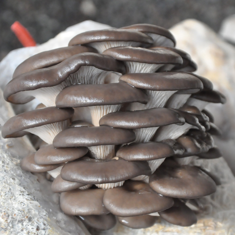 Oyster Mushroom Large Bag 2.5kg Large Bag High Output Mushroom Edible Mushroom Planting Pot Balcony Mushroom Stick