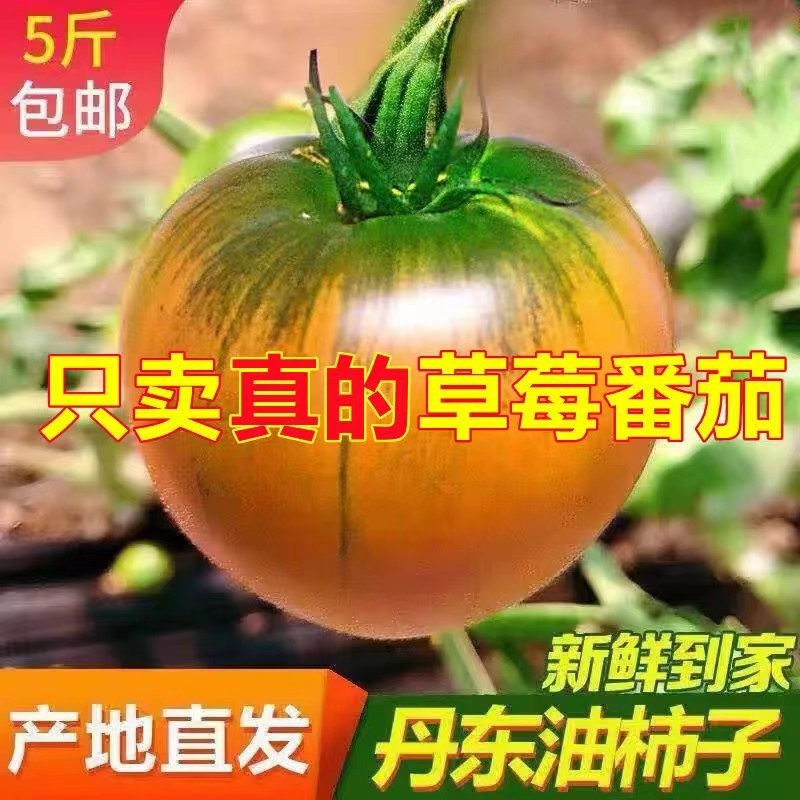 Dandong Saline-Alkali Land Persimmon Strawberry Persimmon Green Alkali Land Oil Persimmon Iron-Skinned Tomato Fruit Tomato