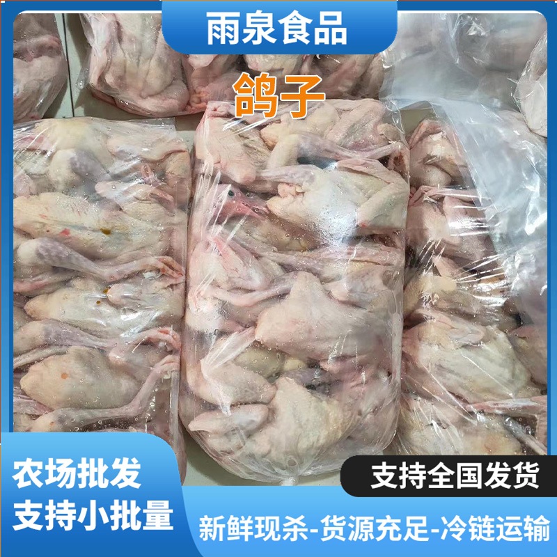 Freshly Slaughtered Pigeons and Young Pigeons from Breeding Base, Pigeons Available for Wholesale Use