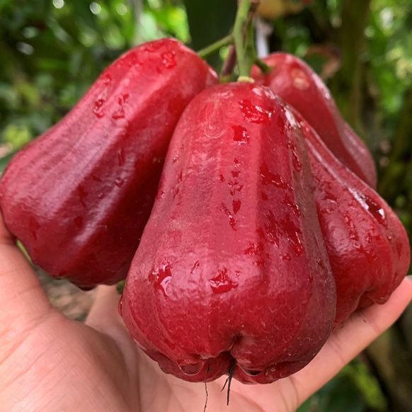 Gift-Giving Black Diamond Lotus Mist Fruit Freshly Picked Tropical First-Class Fruit Crispy Sweet Black Diamond Extra Large Fruit 0.5kg /Kg