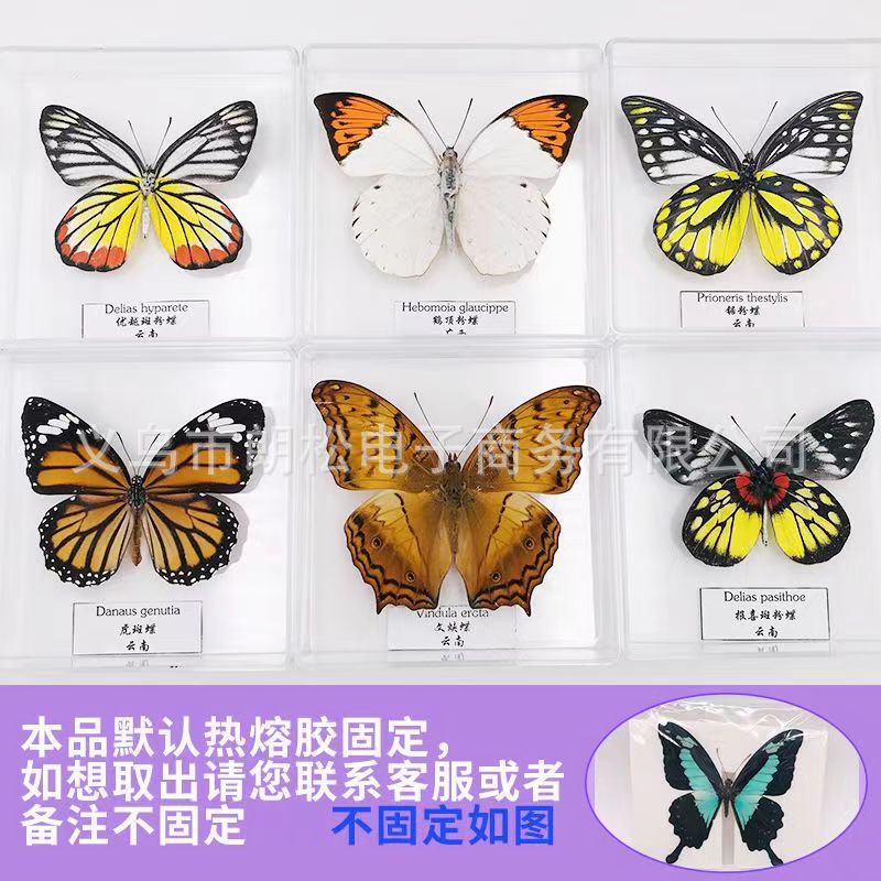 Factory direct supply of real butterfly specimens boutique transparent boxed ornaments photo props children students teaching supplies